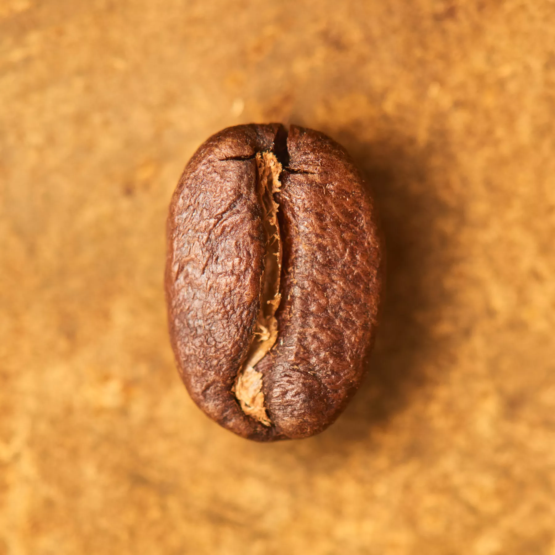 Kaffeebohne geröstet einzeln Kolumbien El Diviso Pink Bourbon auf goldenem Hintergrund | Die Rösterei Coffeum Hamburg