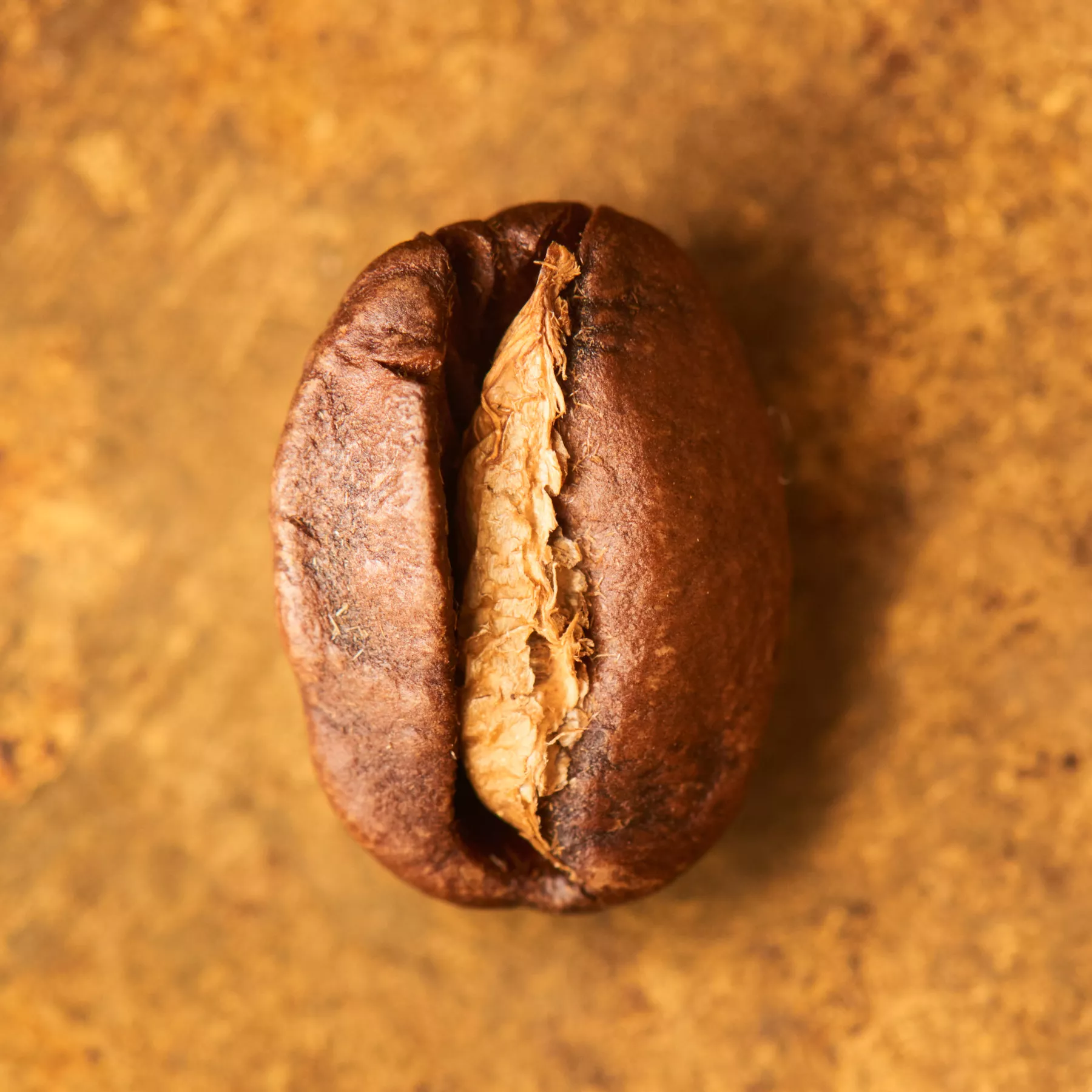 Kaffeebohne geröstet einzeln Ecuador Cruz Loma Sidra auf goldenem Hintergrund | Die Rösterei Coffeum Hamburg