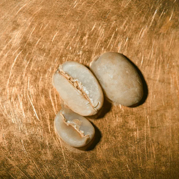 Rohkaffeebohnen einzeln Jemen Mocca Matari Portrait | Die Rösterei Coffeum Hamburg