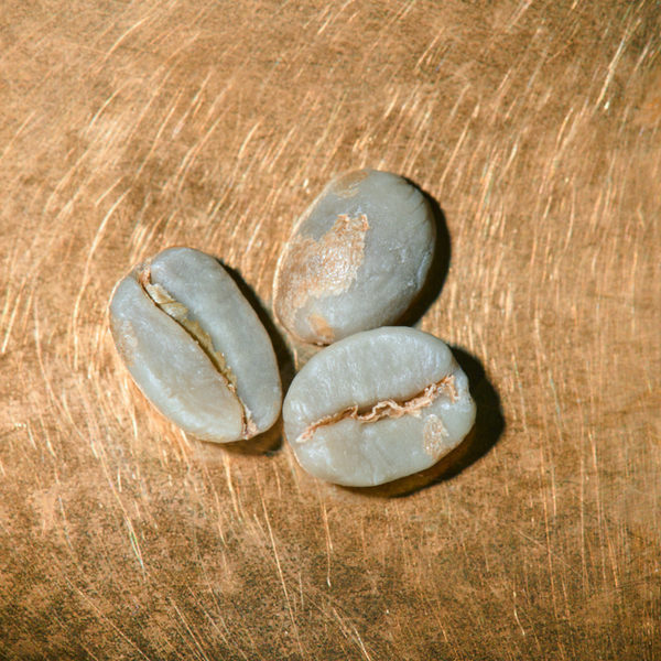 Rohkaffeebohnen Mexiko Las Chicharras School Projekt auf goldenem Hintergrund | Die Rösterei Coffeum Hamburg