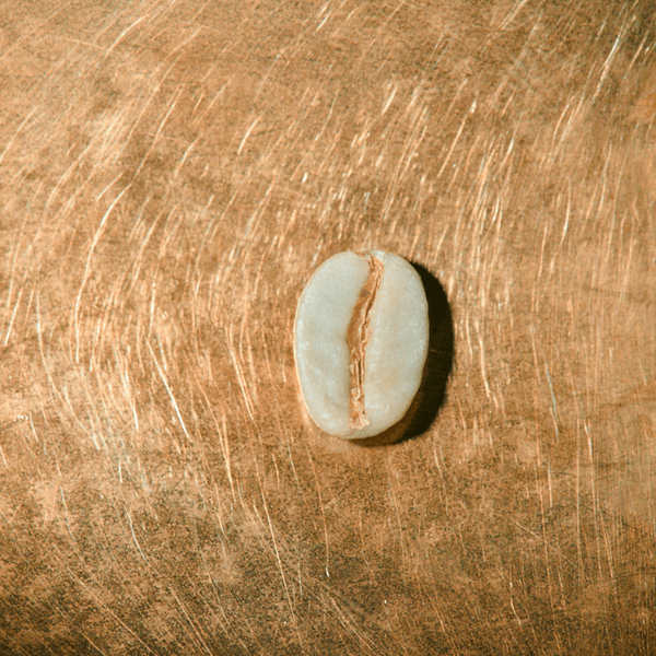 Rohkaffeebohne einzeln Jemen Mocca Matari Portrait | Die Rösterei Coffeum Hamburg