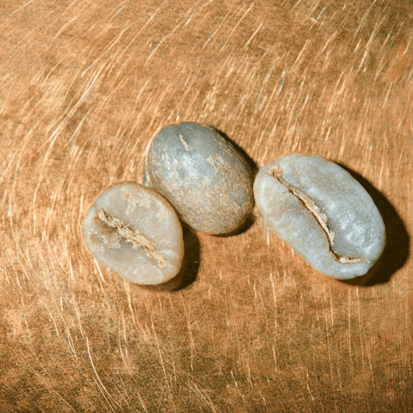 Rohkaffeebohnen einzeln Kolumbien Excelso Portrait | Die Rösterei Coffeum Hamburg